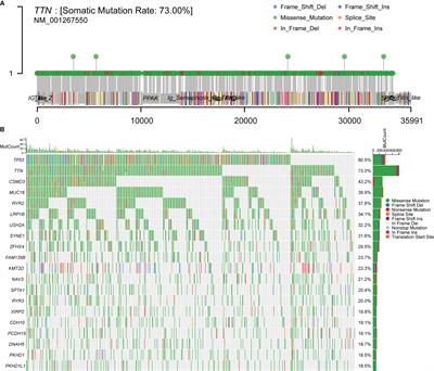 Heterogeneous pattern of gene expression driven by TTN mutation is involved in the construction of a prognosis model of lung squamous cell carcinoma